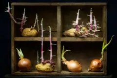 sprouting potatoes and onions අර්තාපල් සහ ළූණු පැළ වීම.