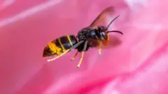 ਕੀੜੇ ਦਾ ਡੰਗ