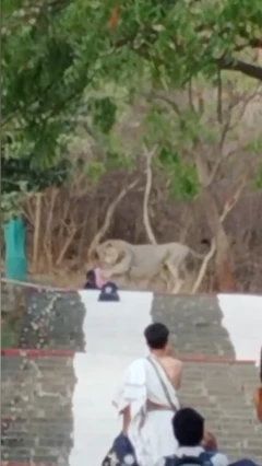 सिंह 