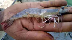 రొయ్యలు