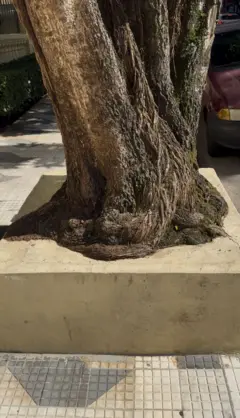 Árvore em canteiro elevado e completamente cimentado