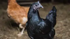 கடக்நாத் கோழி vs நாட்டுக் கோழி, பிராய்லர் 