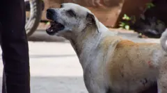 தெருநாய் பிரச்னை, ரேபிஸ், சென்னை