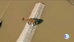 ब्रजिलमा बाढीमा फसेको घोडा