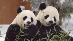 Mei Xiang, de 25 anos, e Tian Tian, de 26, chegaram ao zoológico de Washington em 2000, em um empréstimo inicial de 10 anos que foi renovado várias vezes