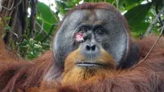 얼굴에 큰 상처가 난 오랑우탄 라쿠스