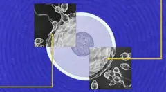 Mbegu zikiwa karibu na yai