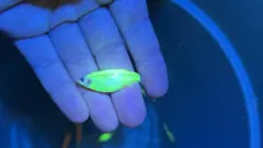 Peixe verde com coloração brilhante, na mão de uma pessoa