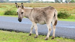 மின்சாரம் தாக்கி கழுதை உயிரிழப்பு 