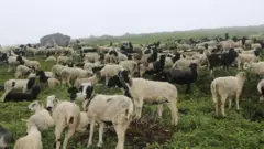 चरिरहेका भेडाहरू