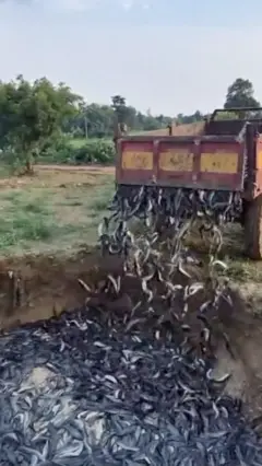 भारतमा प्रतिबन्धित माछा नष्ट गरियो