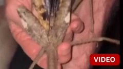 ஆஸ்திரேலியாவில் 40 செ.மீ. வரை வளரக்கூடிய 'ராட்சத குச்சிபூச்சி' கண்டுபிடிப்பு