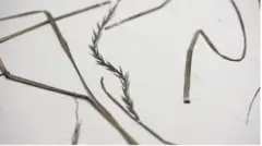 गहुँको प्रजाति