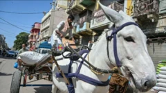 પાકિસ્તાન, ગધેડાનું માંસ, બીબીસી, ગુજરાતી