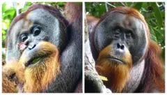 Oraangutan ofii qoricha hojjetattee of fayyise