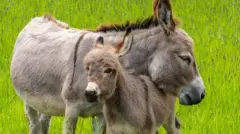 Des ânes sur un champ.