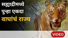 सह्याद्री व्याघ्र प्रकल्पात वाघांची संख्या वाढली, आसपासच्या गावांनी न्यायालयात धाव का घेतली?