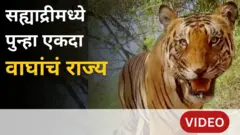 वाघ प्रकल्प