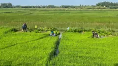 ரேஷன் அரிசி, ரத்த சர்க்கரை அளவு, தமிழ்நாடு, உடல்நலம்