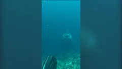 velika bela ajkula i ronilac