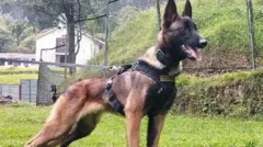 அமேசான் காட்டில் 40 நாட்கள் சிக்கியிருந்த குழந்தைகளை மீட்க உதவிய நாய் - அடர்காட்டில் தொலைந்த பரிதாபம்