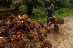 dugaan-korupsi-tata-kelola-sawit-menyeret-mantan-menteri-jokowi-mengapa-sektor-ini-rentan-jadi-bancakan