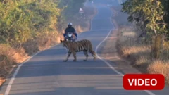 காணொளி: சாலையின் குறுக்கே திடீரென வந்த புலி