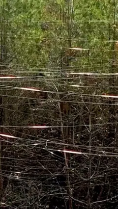 فائبر آپٹک کیبلز کا جنگل
