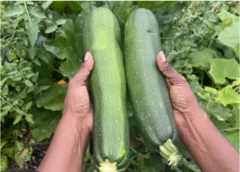 Gurji kayan lambu ne mai amfani sosai, cike da sinadarai masu gina jiki da kuma fa'ida ga lafiyar ɗan'adam.