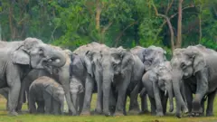 ఏనుగులు, వైల్డ్‌లైఫ్