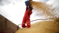 Trabalhador manuseando grãos de soja na carreta de um caminhão sojeiro com o auxílio de um balde