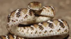 நச்சுப் பாம்புகளை எளிதில் அடையாளம் காண்பது எப்படி? உதவும் புதிய கையேடு