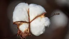 કપાસ