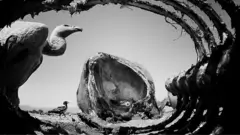 гриф і слон