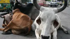 રસ્તા પર ઢોર