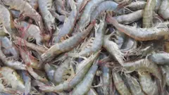 రొయ్యలు