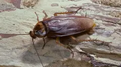 బొద్దింకలు