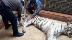 ببر