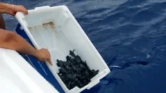Biólogos soltam tartarugas em alto mar para evitar que elas se contaminem com petróleo em praias