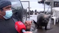 Morski lav prekida intervju