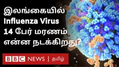 இலங்கை வைரஸ்