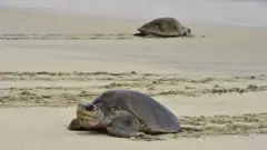 올리브각시바다거북이