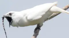 Campanero blanco