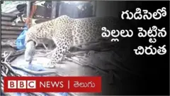 చిరుత పులి