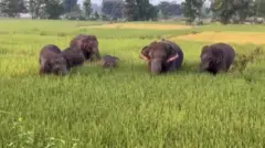 ఏనుగుల దాడి 