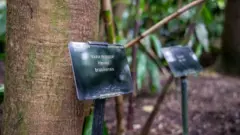 Seringueira brasileira está plantada no Kew Gardens, em Londres