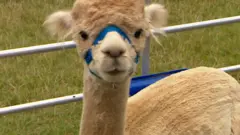 英格蘭林肯郡Big Sky Alpaca牧場裏飼養的羊駝