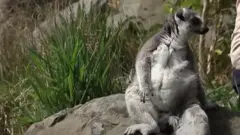 लीमर