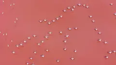 فلامینگوهای مهارلو؛ مرواریدهای غلتان در دریاچه صورتی