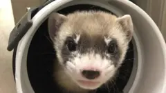 Ferret